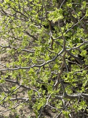 Bursera littoralis