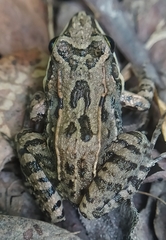 Leptodactylus fragilis