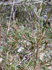 Darwinia biflora