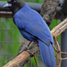 Urraca Azulada - Photo (c) lotlhmoq, algunos derechos reservados (CC BY-NC-SA), subido por lotlhmoq