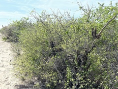 Bursera littoralis