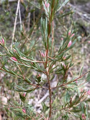 Darwinia biflora