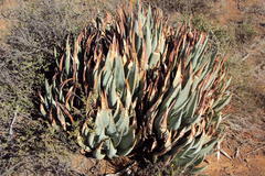 Aloe claviflora