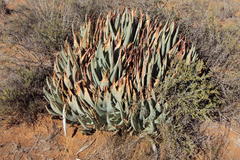 Aloe claviflora