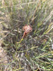 Porophyllum gracile