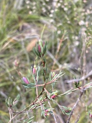Darwinia biflora