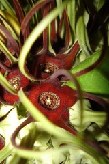 Brachystelma barberae