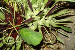 Brachystelma barberae