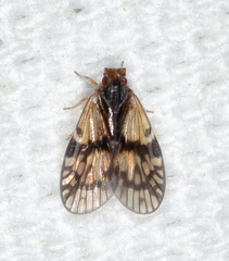 Bothriocera maculata