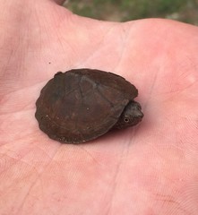 Sternotherus intermedius