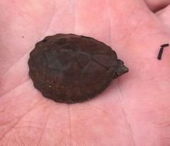 Sternotherus intermedius