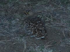 Pterocles bicinctus multicolor