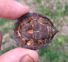 Sternotherus intermedius