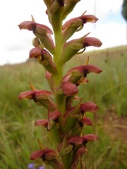 Disa brevicornis