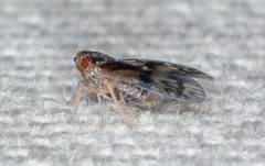 Bothriocera maculata