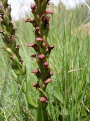 Disa brevicornis
