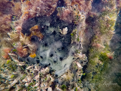 Didemnum vanderhorsti