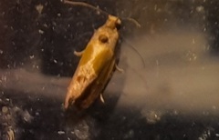 Eumarozia