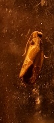 Eumarozia