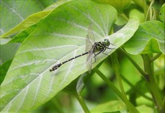 Burmagomphus pyramidalis
