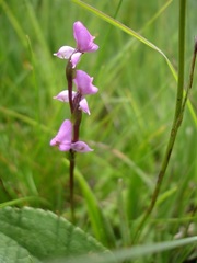 Disperis tysonii