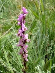Disperis tysonii