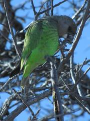Poicephalus cryptoxanthus cryptoxanthus