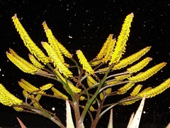 Aloe marlothii marlothii