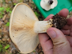 Lactarius zonarius