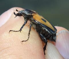 Campulipus limbatus