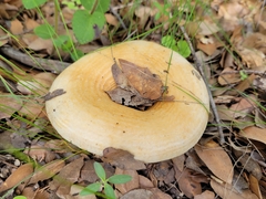 Lactarius zonarius