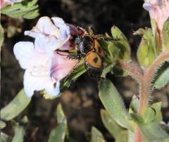 Campulipus limbatus