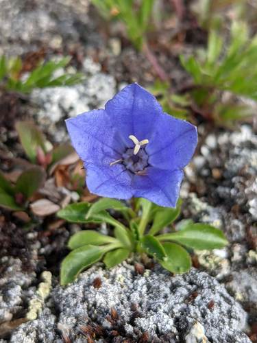 Know Your Natives – Tall bellflower | Arkansas Native Plant