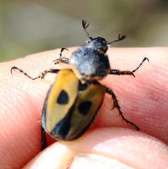 Campulipus limbatus