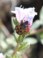 Campulipus limbatus