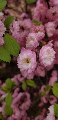 Prunus glandulosa