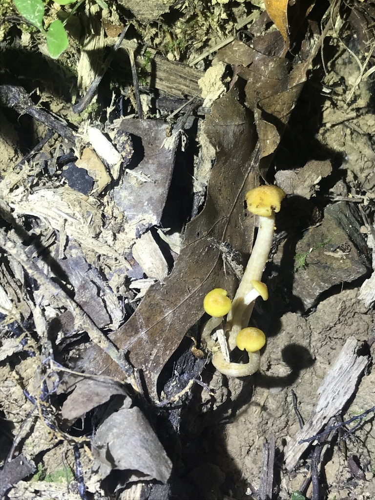 Ringless Honey Mushroom from Albert Johnson Rd, Nashville, IN, US on