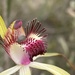 Blushing Spider Orchid - Photo (c) John Van Den Nouwelant, some rights reserved (CC BY), uploaded by John Van Den Nouwelant