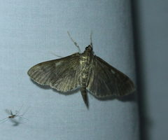 Herpetogramma sphingealis