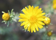 Oedera fruticosa