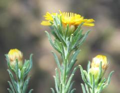 Oedera fruticosa