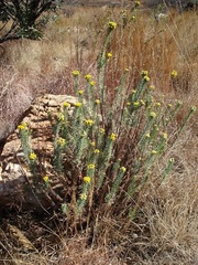 Phymaspermum athanasioides