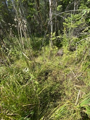 Erythranthe michiganensis