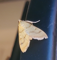 Helvibotys helvialis