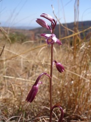 Eulophia hians hians