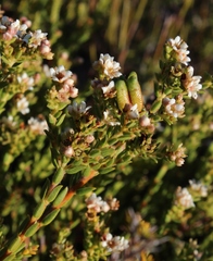 Diosma oppositifolia