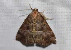 Hypena deceptalis