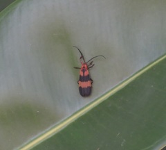 Calopteron reticulatum