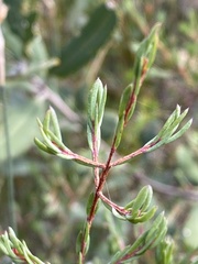 Darwinia biflora