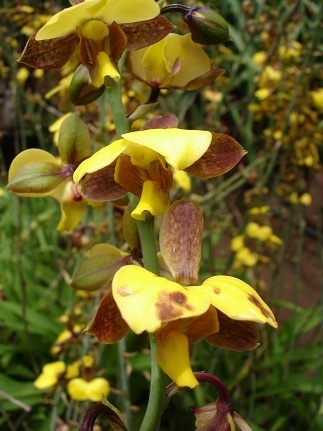 Twisted Harlequin